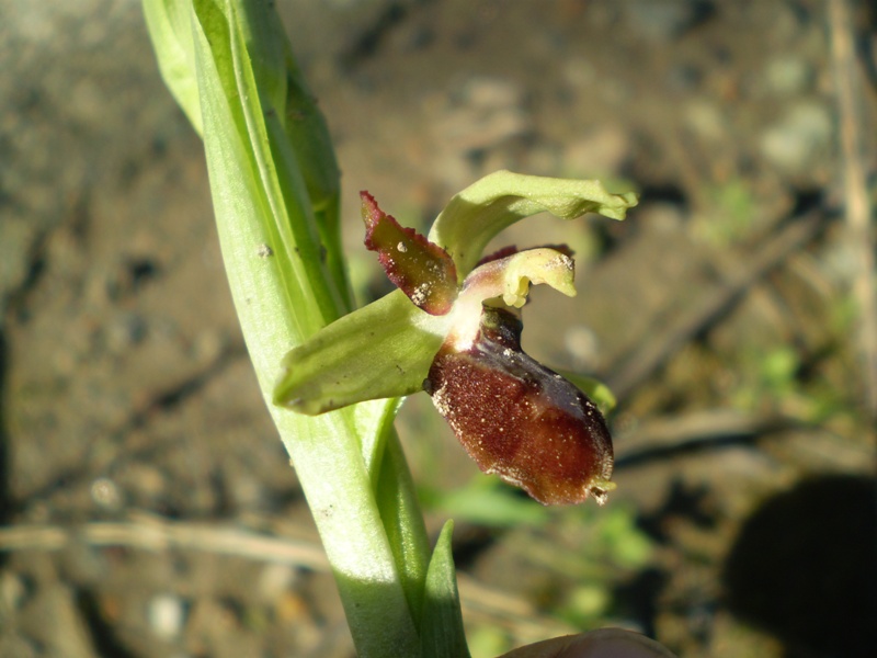 Ophrys: le prime ed i primi dubbi...